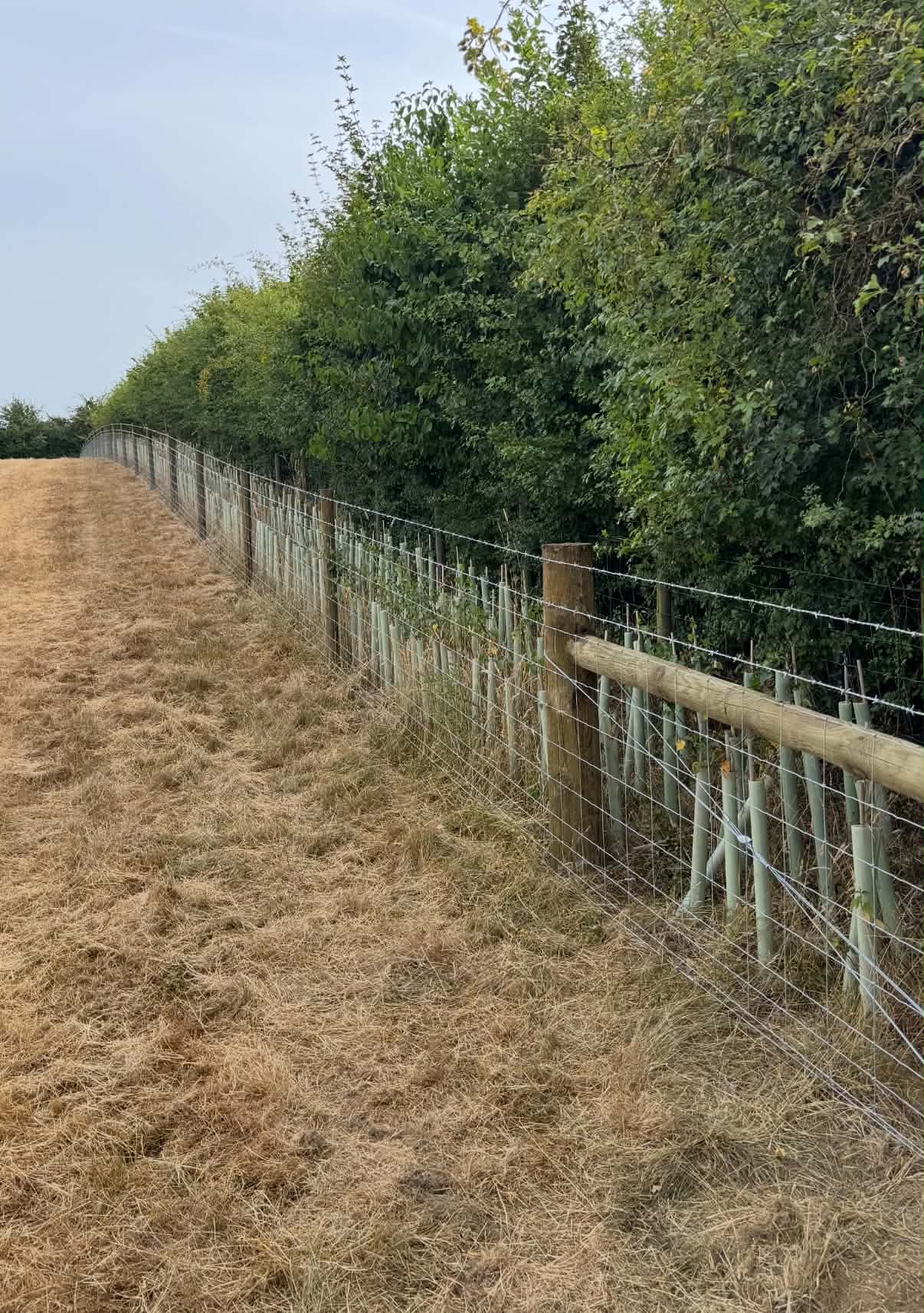 Wire fencing protecting a newly planted hedge